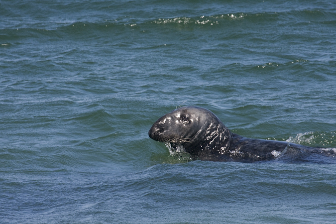 Gray Seal, Cape Cod, Massachusetts