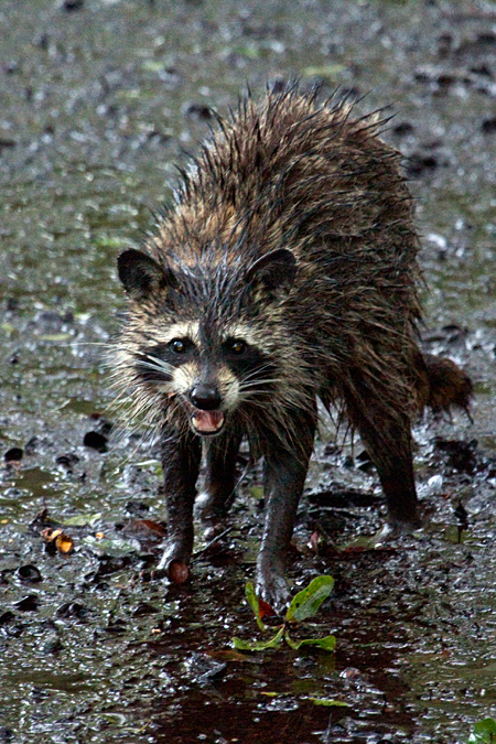 Raccoon in Jacksonville, Florida