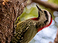 Cuban Green Woodpecker, A Cuban Endemic
