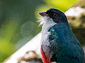 The Birds of Cuba and Other Cuban Images by Richard L. Becker