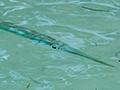 Needlefish, Sol Cayo Coco Hotel, Cuba