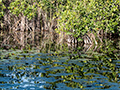 Zapata Swamp, La Turba, Zapata Peninsula, Cuba