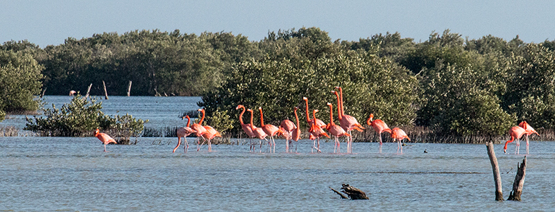 American Flamingo, Las Salinas de Brito, Cuba