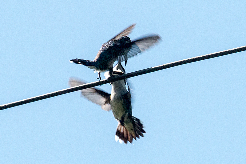 Bee Hummingbird - The World's Smallest Bird, La Cuchilla, Matanzas, Cuba