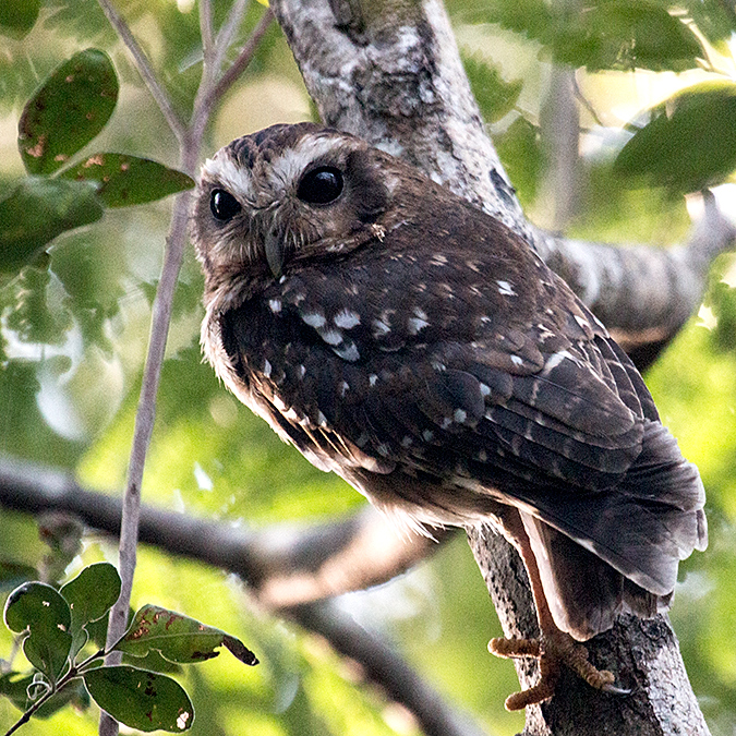 Bare-legged Owl, A Cuban Endemic, Refugio de Fauna Bermejas, Cuba