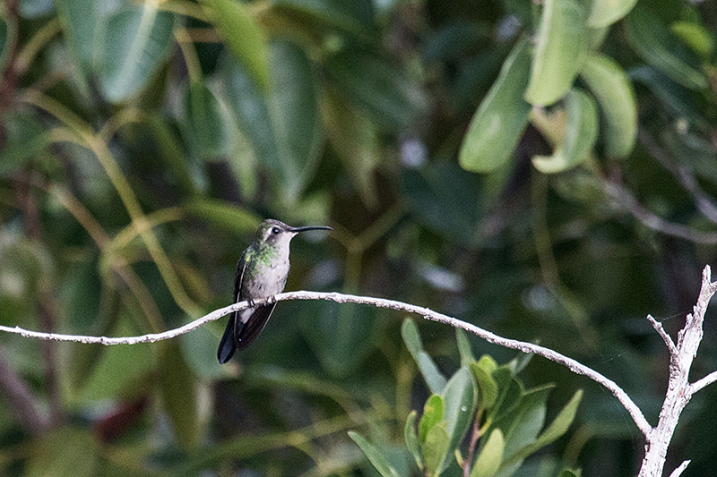 Cuban Emerald, Cayo Paredón Grande, Cuba