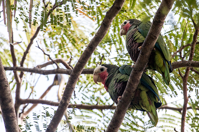 Cuban Parrot, A Cuban Endemic, La Boca de Guamá, Zapata Peninsula, Cuba