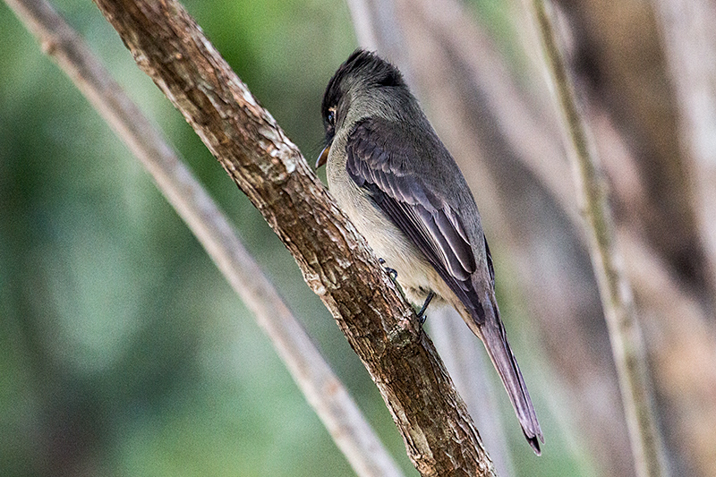 Cuban Pewee, La Boca de Guam, Zapata Peninsula, Cuba