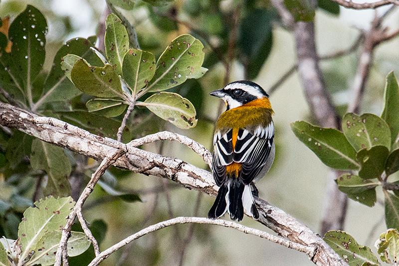 Western Spindalis, Cayo Paredón Grande, Cuba