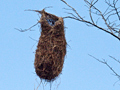 Altamira Oriole Nest, Honduras