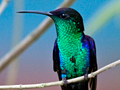 The Birds of Honduras and Other Images by Richard L. Becker