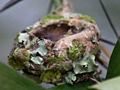 Rufous-tailed Hummingbird Nest, Honduras