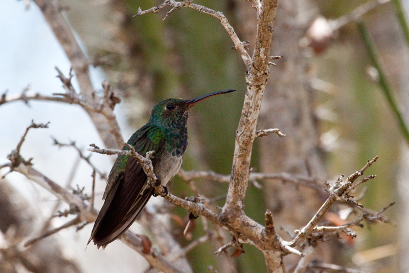 Honduran Emerald-The Only Honduran Endemic Bird, Honduran Emerald Refuge, Olanchito, Honduras