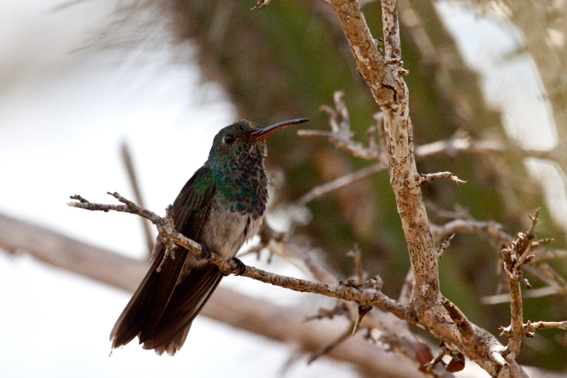 Honduran Emerald-The Only Honduran Endemic Bird, Honduran Emerald Refuge, Olanchito, Honduras