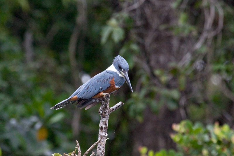 Female Ringed Kingfisher, Cuero y Salado Wildlife Refuge, Honduras