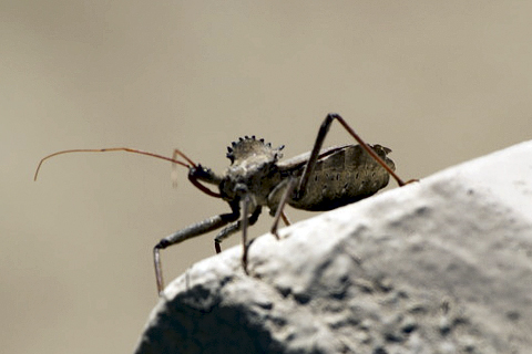 Assassin Bug (Wheel Bug)