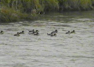 Ruddy Ducks - November 24, 1995