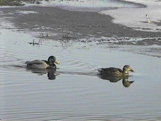 Mallards at Brigantine - November 29, 1996