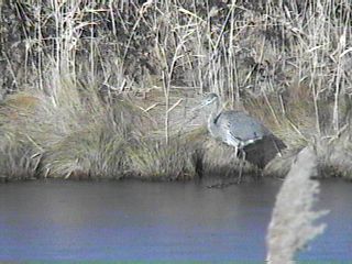 Great Blue Heron Walking on the Ice - Brigantine - November 29, 1996