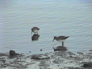 Dunlin at Brigantine - November 27, 1998