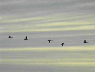 Tundra (Whistling) Swans - Novembre 29, 1996