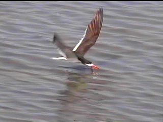 Black Skimmer at Brigantine - August 2, 1998