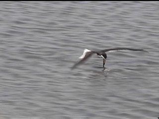 Black Skimmer - August 2, 1998