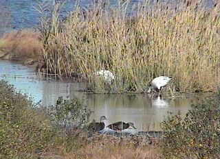 American Black Ducks and Snow Geese - November 27, 1998