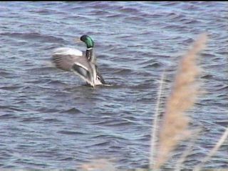 Mallard Stretching its Wings - November 27, 1998