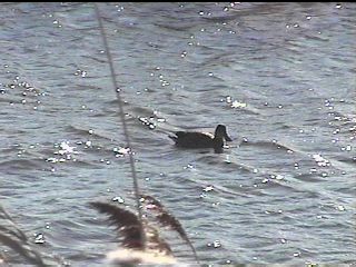 Northern Shoveller on November 27, 1998