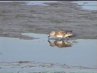 Female Green-winged Teal - November 27, 1998