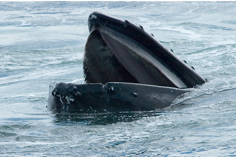 Humback Whale, Cape Cod, Massachusetts