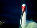 White Ibis