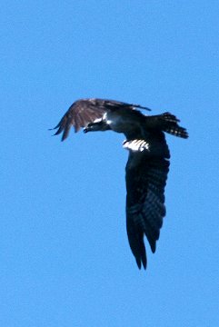 Cropped Picture of an Osprey