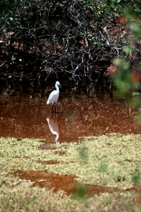 Snowy Egret, J N Ding Darling NWR, Florida