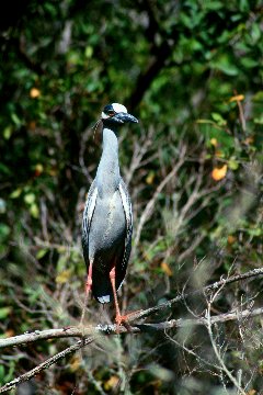 Yellow-crowned Night-Heron