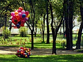 Richard Becker's Photo Gallery