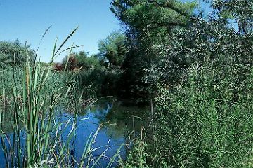 Corn Creek