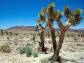 Link to some of Richard Becker's Trip Reports