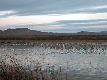Early morning at Bosque del Apache NWR, New Mexico