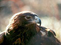 Richard Becker photographed some of the Birds of the Theodore Roosevelt Sanctuary in Oyster Bay, NY