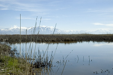 Bear River Migratory Bird Refuge, Utah