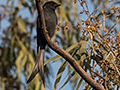 Ashy Drongo, Ashok Country Resort, New Delhi, India