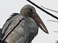 Asian Openbill, Thalangama Lake and Road, Colombo, Sri Lanka