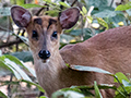 Barking Deer (Muntjac), India
