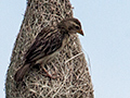 Nesting Baya Weaver, Sri Lanka