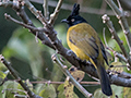 Black-crested Bulbul, India
