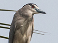 Adult Black-crowned Night-Heron, Sri Lanka
