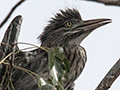Juvenile Black-crowned Night-Heron, Sri Lanka