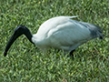 Black-headed Ibis, Sri Lanka